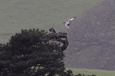 Ospreys by Neil Salisbury Betty Fold Gallery